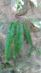 Adiantum caudatum