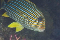 Plectorhinchus polytaenia