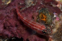 Helcogramma striata