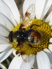 Sericomyia flagrans