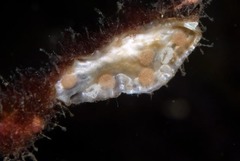 Corambe