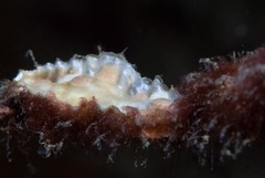 Corambe