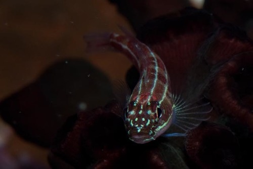 Helcogramma striata
