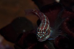 Helcogramma striata