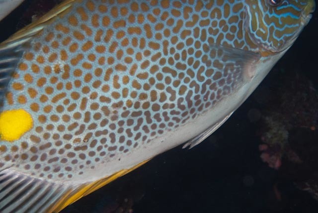 Golden Rabbitfish