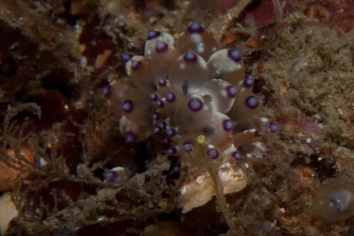 Janolus tricellariodes