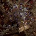 トゲトゲウミウシ