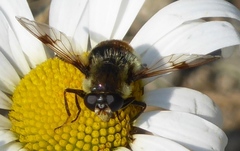 Sericomyia flagrans