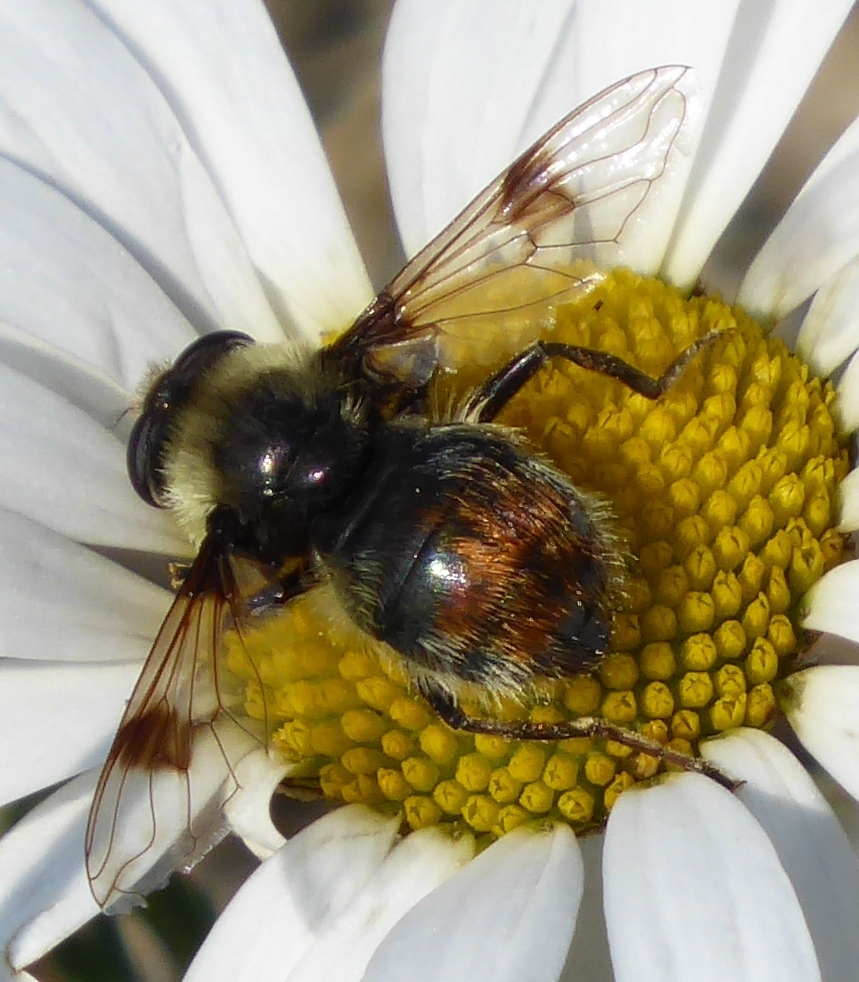 Spot-winged Pond Fly