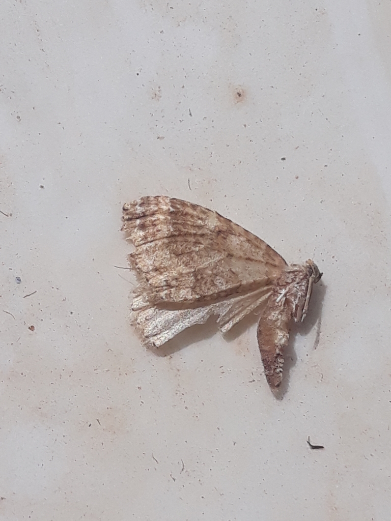 Carpet Moths In September 2023 By Karim Haddad INaturalist   Large 