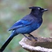 Steller's Jay - Photo (c) Dave Drum, some rights reserved (CC BY-NC), uploaded by Dave Drum