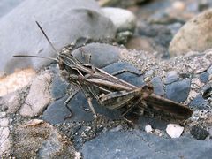 Chorthippus maritimus maritimus