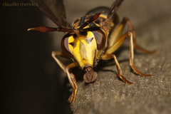 Sphiximorpha polistes