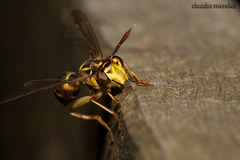 Sphiximorpha polistes