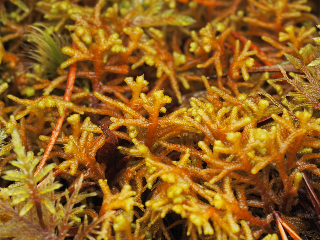 Mastigophoraceae