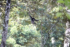 Hylobates funereus