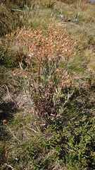 Senecio gunnii