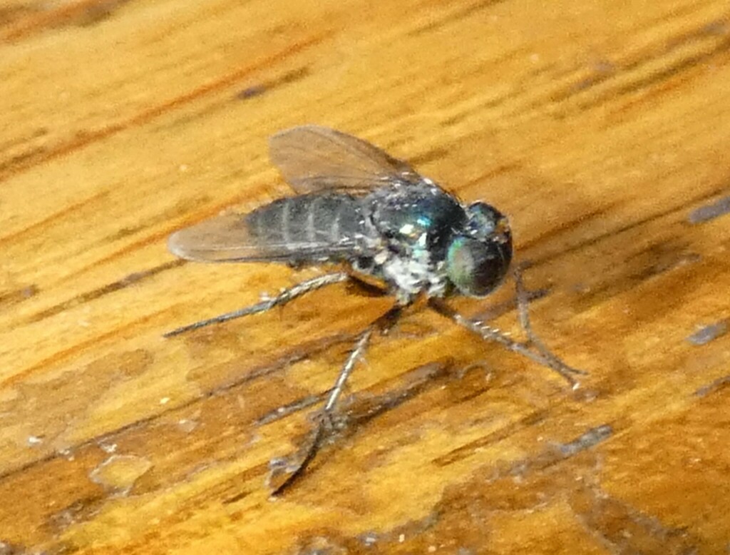 Keirosoma slossonae