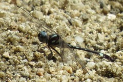 Macrothemis pseudimitans