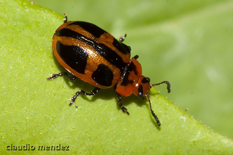 Plagiodera