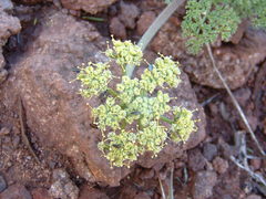 Lomatium dasycarpum dasycarpum