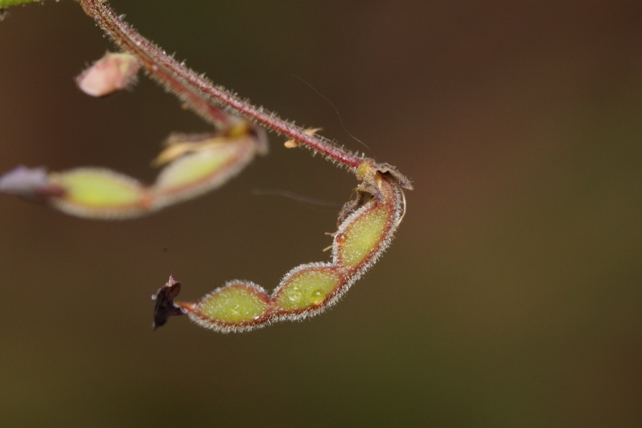 Desmodium lineatum