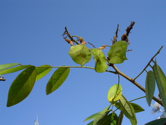 Pterocarpus acapulcensis