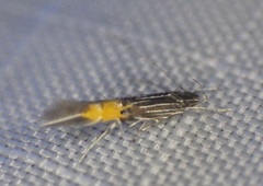 Cosmopterix dapifera