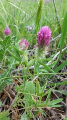 Trifolium purpureum
