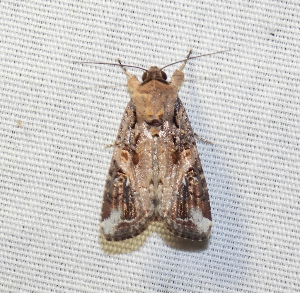 Fall Armyworm Moth from 545 Pecan Dr, St Gabriel, LA 70776, USA on ...