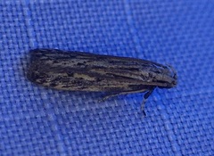 Spinitibia hodgesi