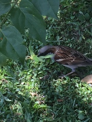 Passer domesticus