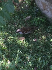 Passer domesticus