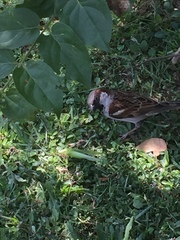 Passer domesticus
