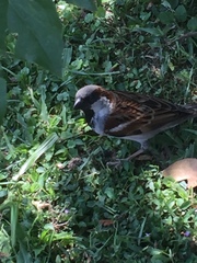 Passer domesticus