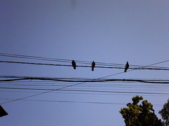 Columba livia
