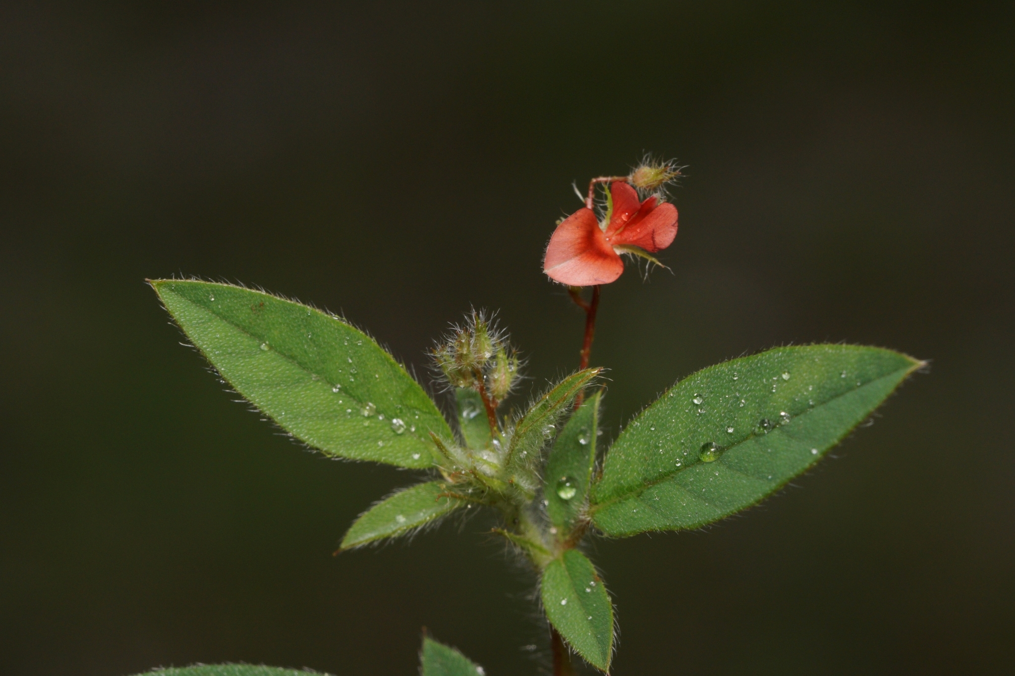 Indigofera pilosa