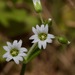 Short-stalked Chickweed - Photo (c) Michelle, some rights reserved (CC BY), uploaded by Michelle