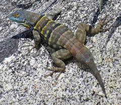 Petrosaurus thalassinus