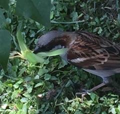 Passer domesticus