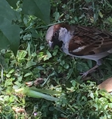 Passer domesticus