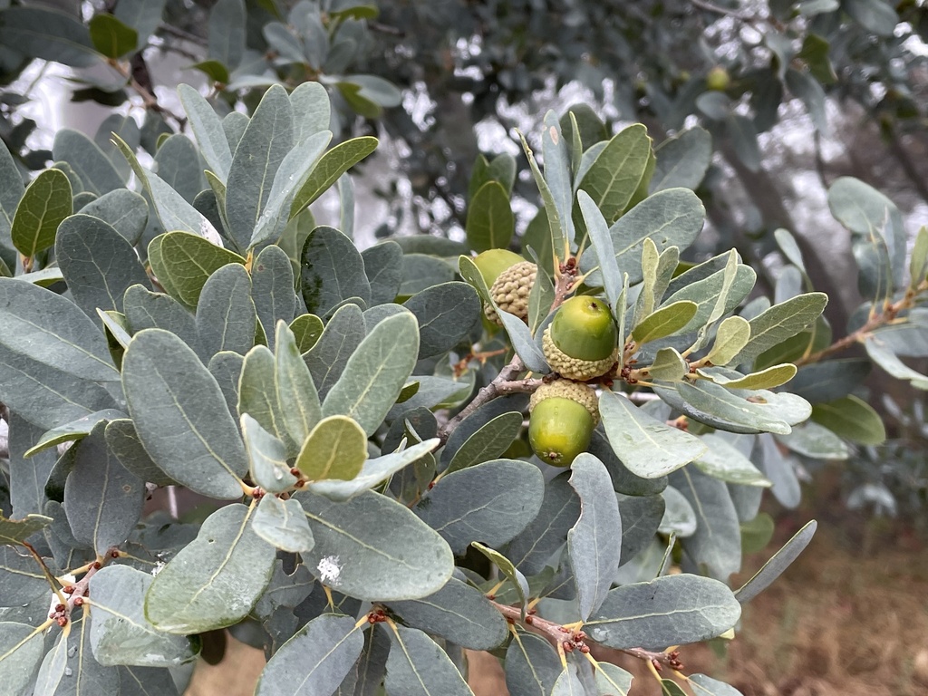 Engelmann oak