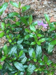 Tracheophyta