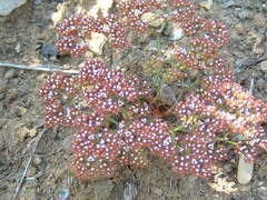 Chorizanthe staticoides