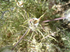 Cordylanthus rigidus