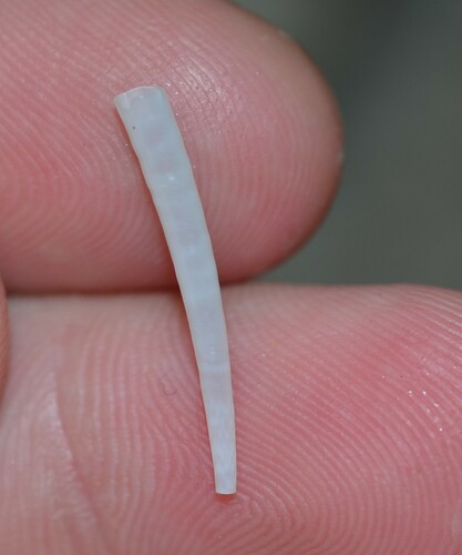 taxonomy_inaturalist image for Dentalium eboreum