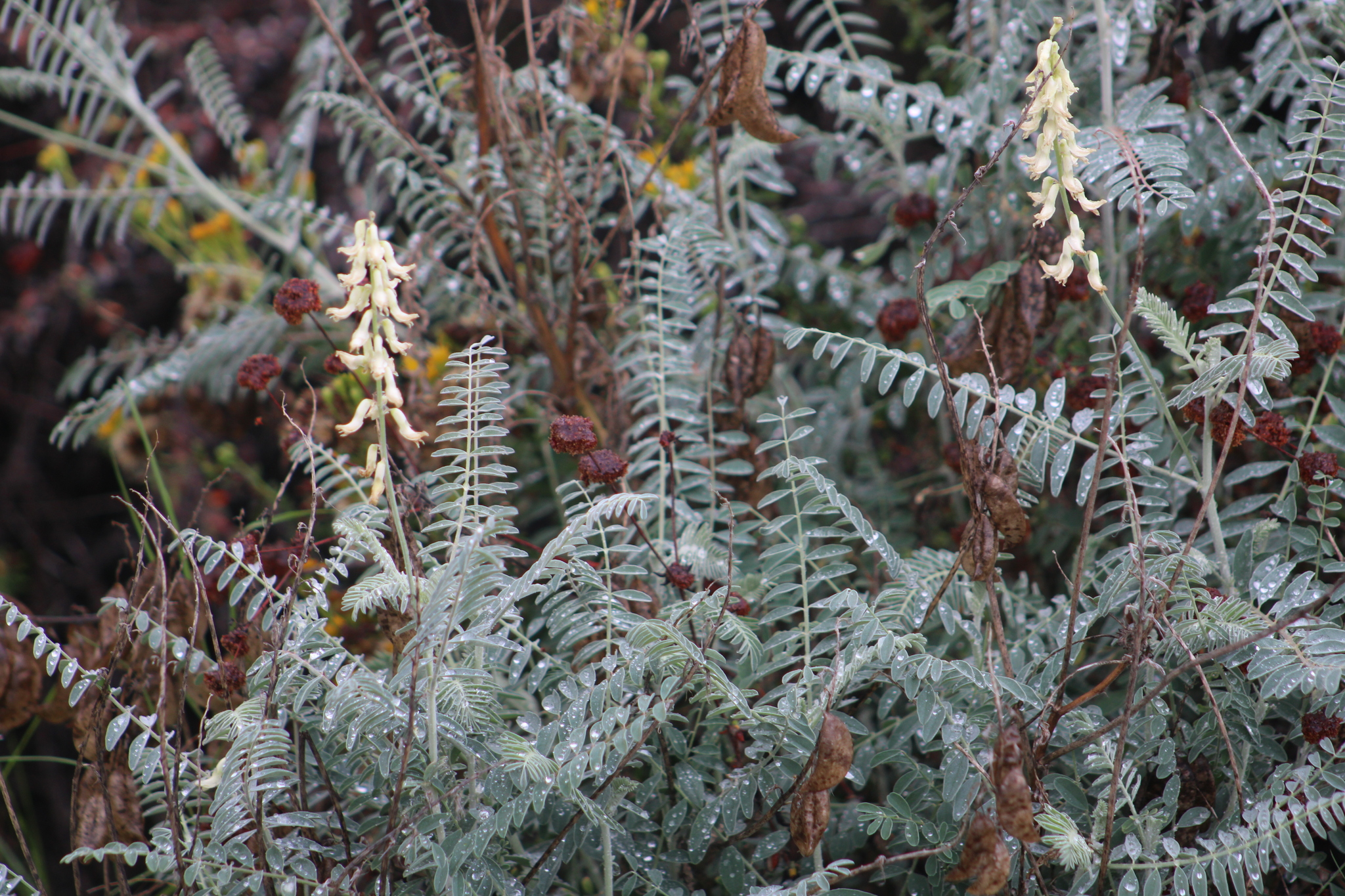 Astragalus trichopodus var. lonchus
