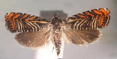 Thaumatographa jonesi