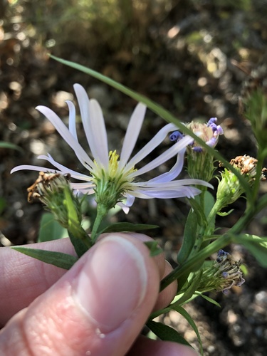 Douglas aster (Symphyotrichum subspicatum)