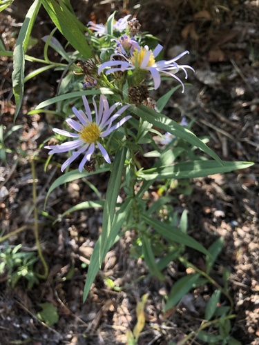 Symphyotrichum subspicatum